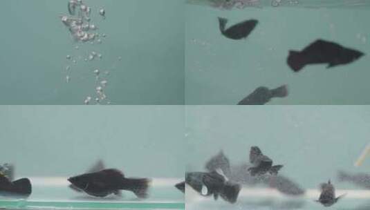 4k实拍鱼缸鱼游动意识流意向化表达高清在线视频素材下载