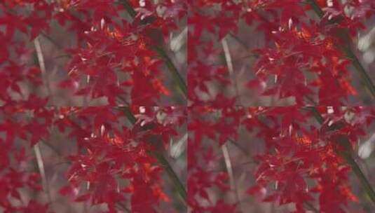 枫树枫叶美景高清在线视频素材下载