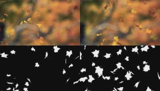 秋天落叶高清在线视频素材下载