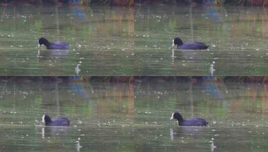 湖水中觅食的鸭子高清在线视频素材下载