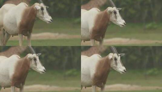 阿拉伯大羚羊高清在线视频素材下载