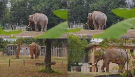 2024广州动物园游览大象高清在线视频素材下载