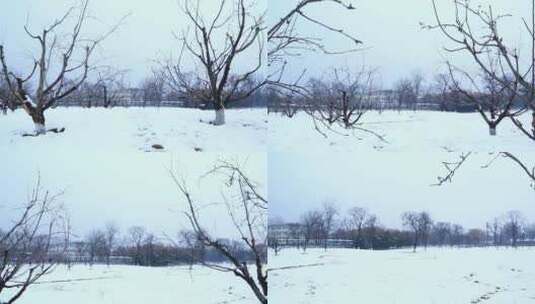 西安大明宫遗址公园大雪雪景高清在线视频素材下载