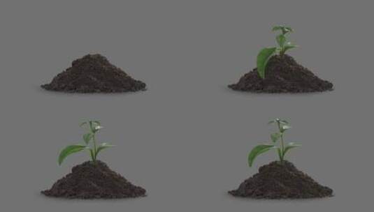 在土壤中种植植物高清在线视频素材下载