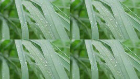 下雨天绿色植物叶子上形成水珠并滑落高清在线视频素材下载