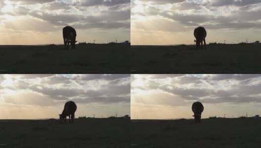 夕阳草原高清在线视频素材下载