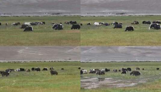 西藏阿里地区牛羊成群高清在线视频素材下载