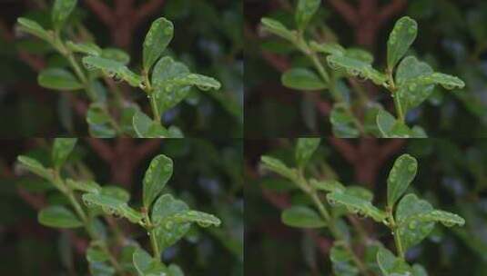 8K植物露珠露水空镜白露节气自然高清在线视频素材下载