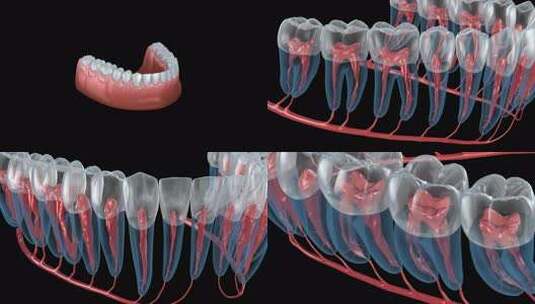 牙根解剖，X光检查。高清在线视频素材下载