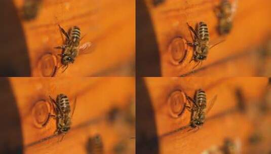 蜂 蜜蜂 特写 光影 采蜜蜂 人工养殖高清在线视频素材下载