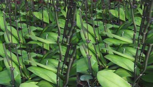 绿叶 叶脉 植物 自然 清新 绿色高清在线视频素材下载