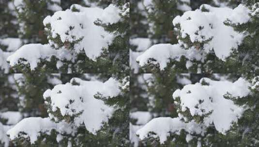 冬天下雪唯美雪景松树枝头被雪覆盖高清在线视频素材下载