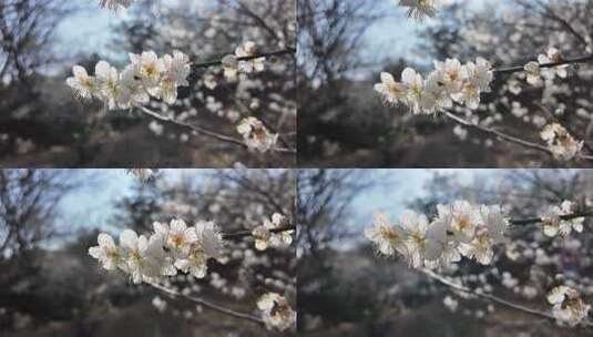 中国广东省广州市从化区广州流溪梅花节高清在线视频素材下载