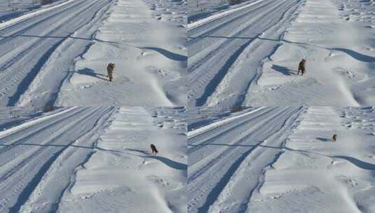 荒野雪地上的狐狸高清在线视频素材下载