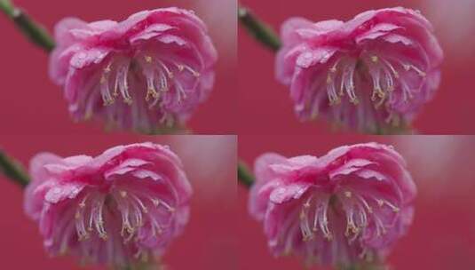 红墙背景下的粉色梅花高清在线视频素材下载