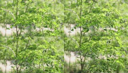 槐花（紫槐 黄槐）高清在线视频素材下载