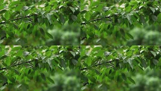 雨中绿色的樱花树树叶清新自然高清在线视频素材下载