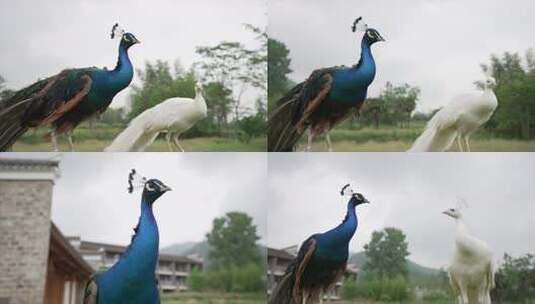 蓝孔雀白孔雀高清在线视频素材下载
