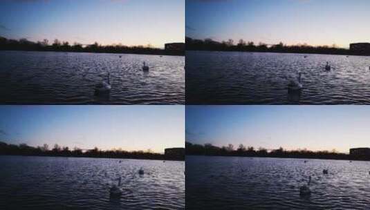黄昏鸭子在池塘里游泳高清在线视频素材下载