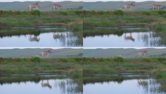 在湖边走过的斑马高清在线视频素材下载