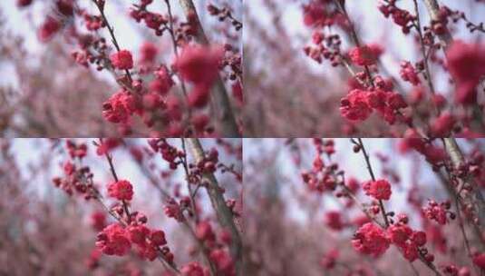 特写海棠花朵 花骨朵高清在线视频素材下载