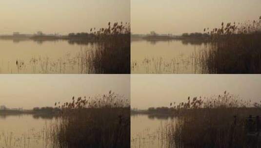 4K夕阳下的湿地公园实拍视频高清在线视频素材下载