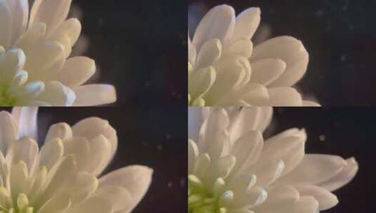鲜花摄影白色菊花高清在线视频素材下载