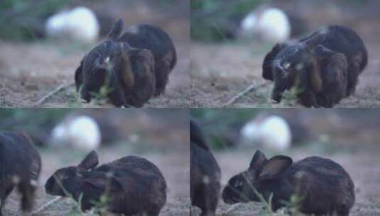 农村养殖兔子25帧原素材高清在线视频素材下载