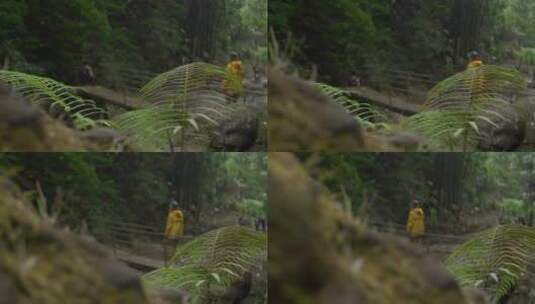 徒步旅行者走在森林里的木桥上高清在线视频素材下载