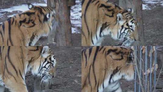 虎年老虎东北虎动物园野兽高清在线视频素材下载