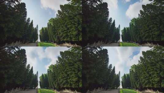 烈士陵园的松柏高清在线视频素材下载