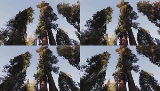 峡谷国家红杉树高清在线视频素材下载