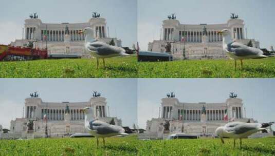 海鸥和国家纪念碑高清在线视频素材下载