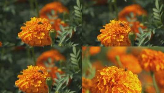 万寿菊蜜蜂高清在线视频素材下载