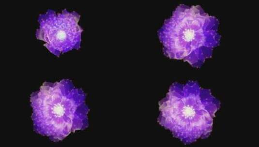 紫色月季花开背景高清在线视频素材下载