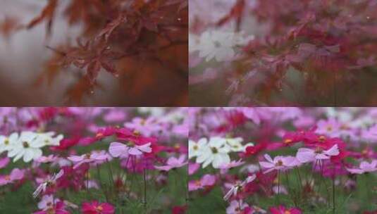 秋天雨后的风景（向日葵枫叶花朵）高清在线视频素材下载