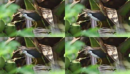 蕨类植物上的黑白相间的鸟高清在线视频素材下载