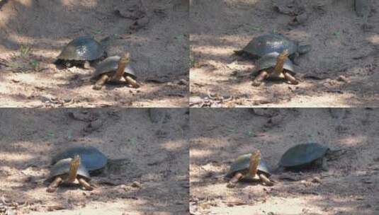 在地上休息的海龟高清在线视频素材下载