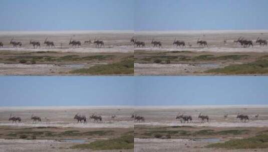 穿越干燥稀树大草原的动物高清在线视频素材下载