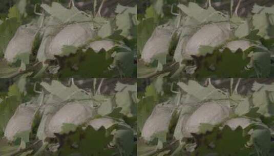 柞树叶包裹的柞蚕蚕茧LOG视频素材高清在线视频素材下载
