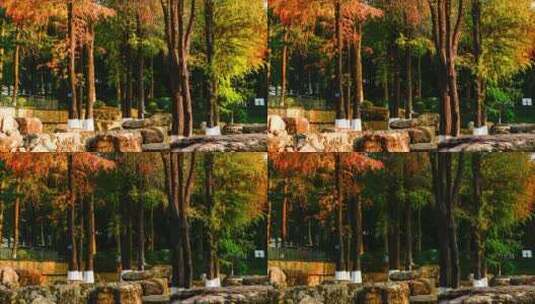 树林光影变化延时摄影高清在线视频素材下载