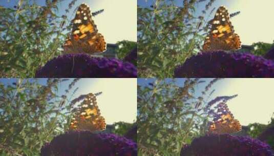 阳光明媚的日子里的蝴蝶高清在线视频素材下载