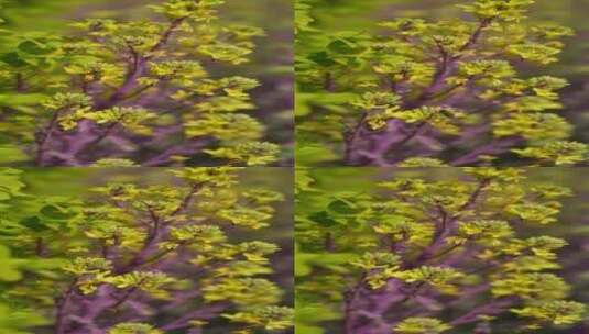 4K花草植物素材——羽衣甘蓝高清在线视频素材下载