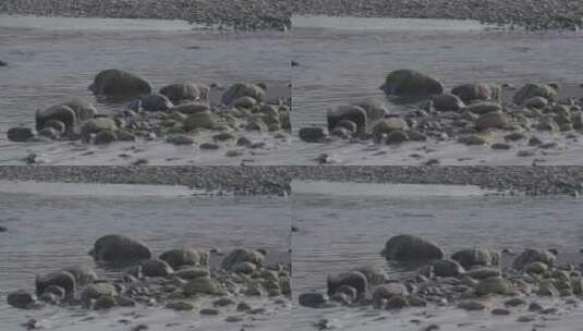 东北春季开河捕鱼的鸭子高清在线视频素材下载