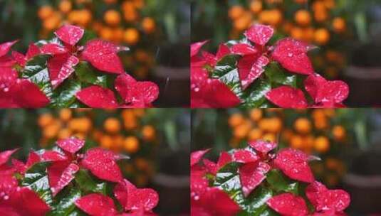 水滴慢动作 花儿水滴高清在线视频素材下载