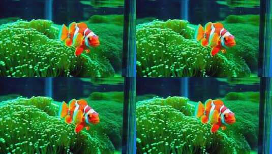 水族馆小丑鱼游弋珊瑚间高清在线视频素材下载