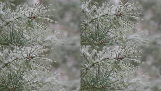 雪中松针特写高清在线视频素材下载