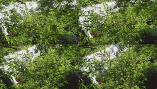 竹叶 竹子 草本植物 绿叶 阳光 竹高清在线视频素材下载