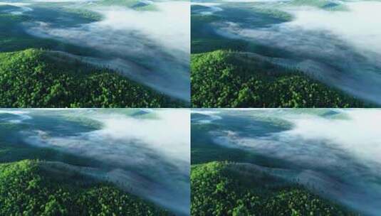 航拍大兴安岭绿色树林晨雾高清在线视频素材下载
