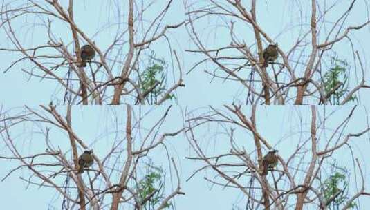 鸣叫的鸟儿 树枝上 白头翁高清在线视频素材下载